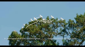 0669 White ibis birds roosting top of tree