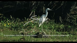 0676 large white egret bird Nice CU in swamp