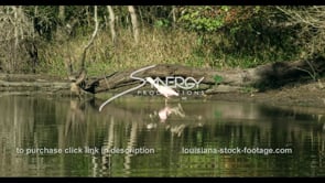 0678 pink roseate spoonbill bird in Louisiana bayou swamp