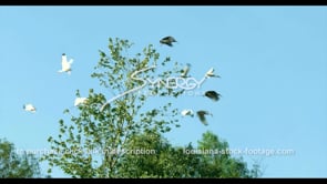 0667 Nice shot slow motion white ibis birds fly away