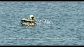 0680 pelican flaps wings