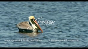 0681 pelican floating on a lake