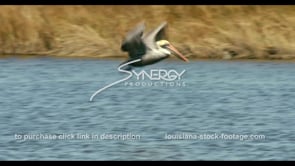 0682 Nice shot pelican flying dives for food