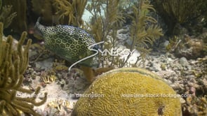 1024 honeycomb cowfish grazing on brain coral caribbean reef