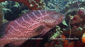 1022 tiger grouper on healthy caribbean coral reef
