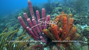 1018 colorful sponge on caribbean reef