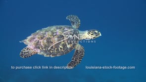 1014 hawksbill sea turtle swimming in caribbean