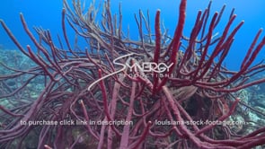 1012 purple sea whip soft coral