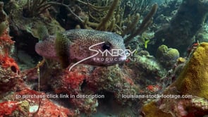 1011 pufferfish stock footage video coral reef marine life