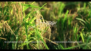 0730 CU pan Louisiana rice crop in field