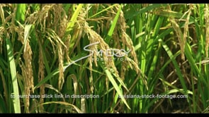 0737 CU rice crops growing in field rack focus
