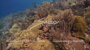 0999 healthy coral reef undamaged