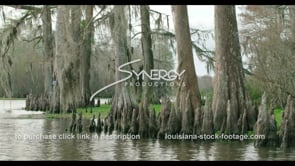 0783 cypress knees WS swamp tours
