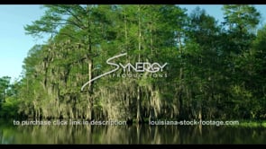 0786 Epic Louisiana swamp tours video cypress trees