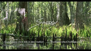 0787 Nice back lit Louisiana swamp stock footage
