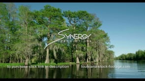 0788 Classic Louisiana swamp