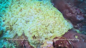 0974 coral disease and die off gulf of Mexico Caribbean