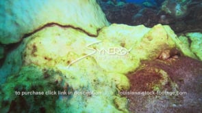 0972 coral reef dying massive coral die off coral disease