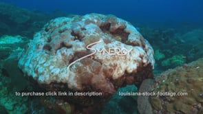 0971 Coral disease from global warming