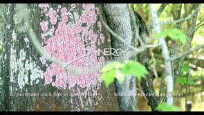 0801 pink lichen growing on cypress tree atchafalaya basin swamp