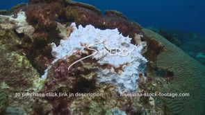 0970 coral bleaching video coral die off