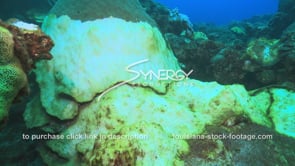 0968 massive coral die off video diseased coral global warming effects