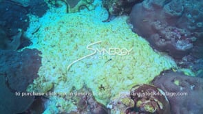 0967 coral disease massive coral die off effects of global warming