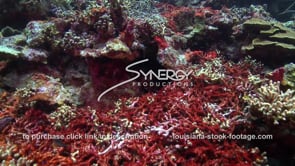 0955 red algae growing on dead coral in caribbean