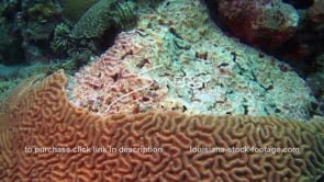 0952 unhealthy dead dying brain coral from coral disease die off