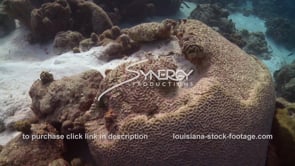 0951 unhealthy dying brain coral in caribbean climate change global warming