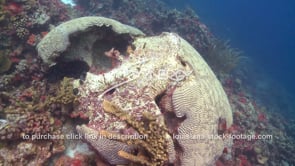 0950 unhealthy dying brain coral caribbean reef climate change