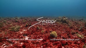 0948 red algae on sea bottom caribbean sewage pollution fertilizer runoff