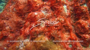 0947 red algae growing on coral from sewage runoff
