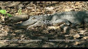 0813 alligator CU stock footage video