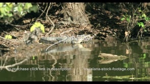 0816 alligator on alert in Louisiana swamp