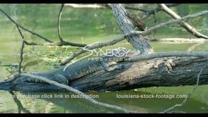 0819 alligator sunning itself on log