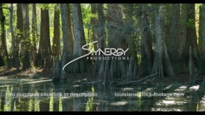 0820 Nice backlit cypress trees in swamp