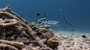 0942 fish over dead coral reef video footage