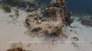 0941 dead coral head in caribbean global warming