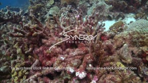 0933 dead dying coral global warming in caribbean