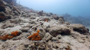 0929 global warming dead reef stock footage