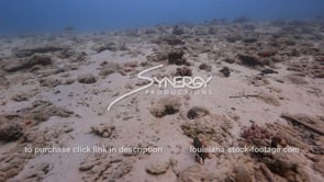 0925 dying and dead coral stock footage