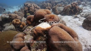 0922 coral bleaching stock footage video