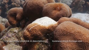 0921 coral bleaching coral disease