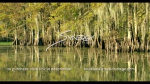 0830 Classic Louisiana swamp scene stock footage