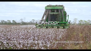 0919 tractor harvesting cotton tilt down to cotton