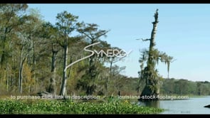 0837 Super old cypress trees in Louisiana swamp stock footage