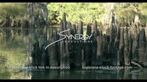 0840 slow dolly of cypress knees cu Louisiana swamp