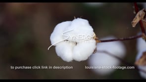 0910 cotton very close up