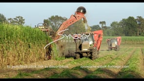 0854 cutting sugarcane on Louisiana farmland